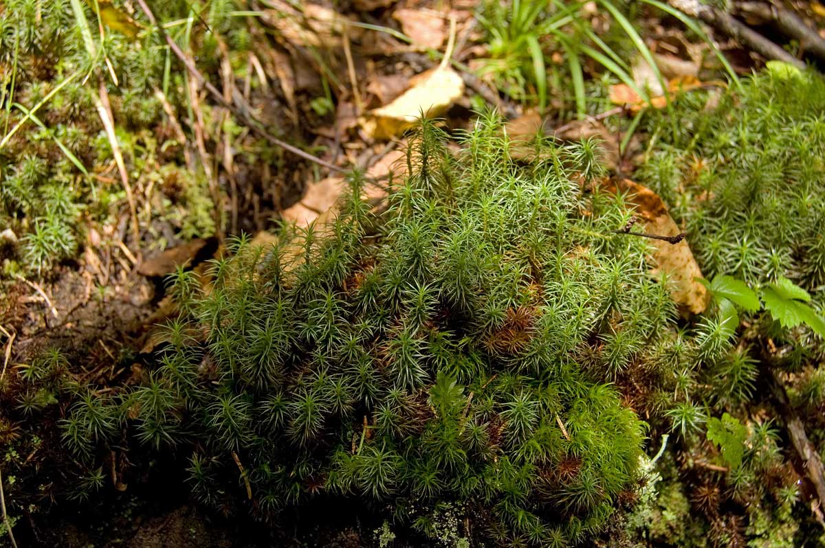 Image of genus Polytrichum specimen.