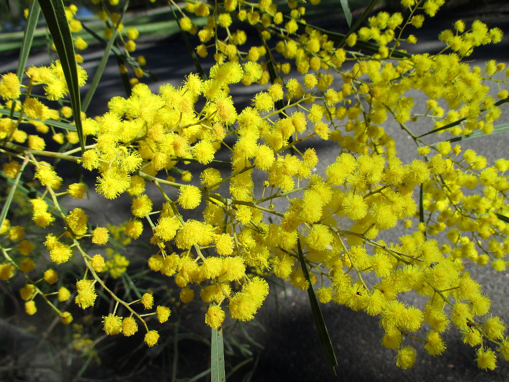 Image of Acacia neriifolia specimen.