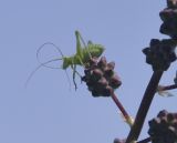 Poterium sanguisorba