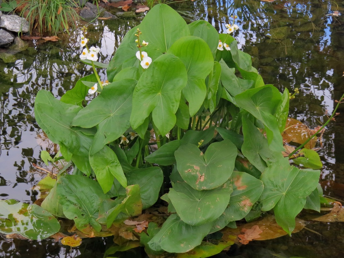 Изображение особи Sagittaria latifolia.