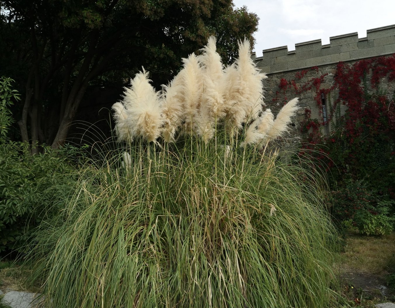 Image of Cortaderia selloana specimen.