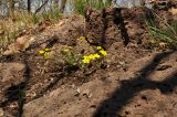 Potentilla fragarioides. Цветущее растение. Приморский край, Уссурийский гор. округ, окр. с. Монакино, каменистый склон. 01.05.2017.