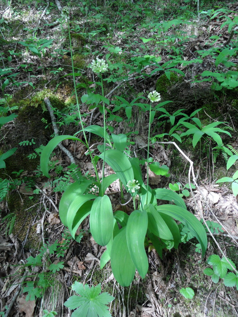 Image of Allium victorialis specimen.