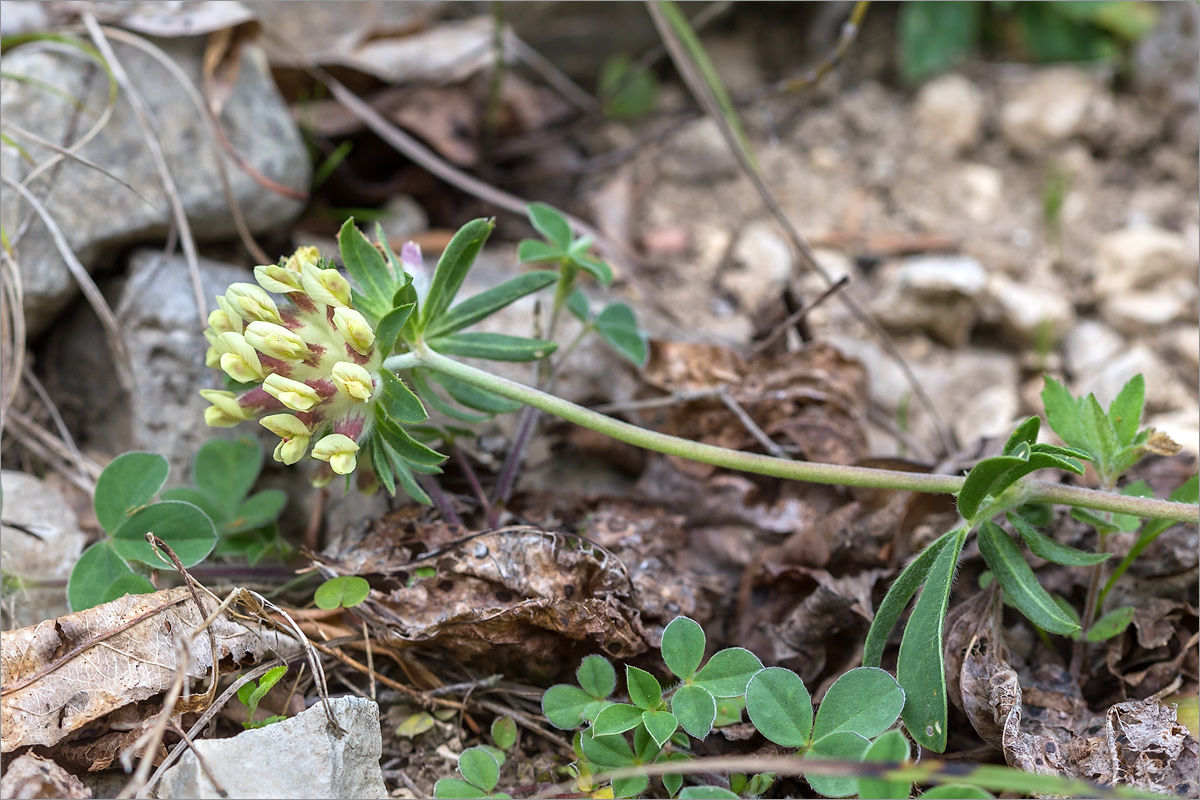 Изображение особи Anthyllis lachnophora.