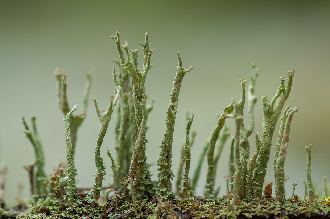 Изображение особи Cladonia cenotea.