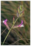 Astragalus macropus. Соцветие. Республика Татарстан, Бугульминский р-н, склон долины р. Бобровка. 12.05.2010.