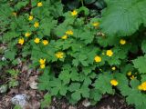 Ranunculus cappadocicus