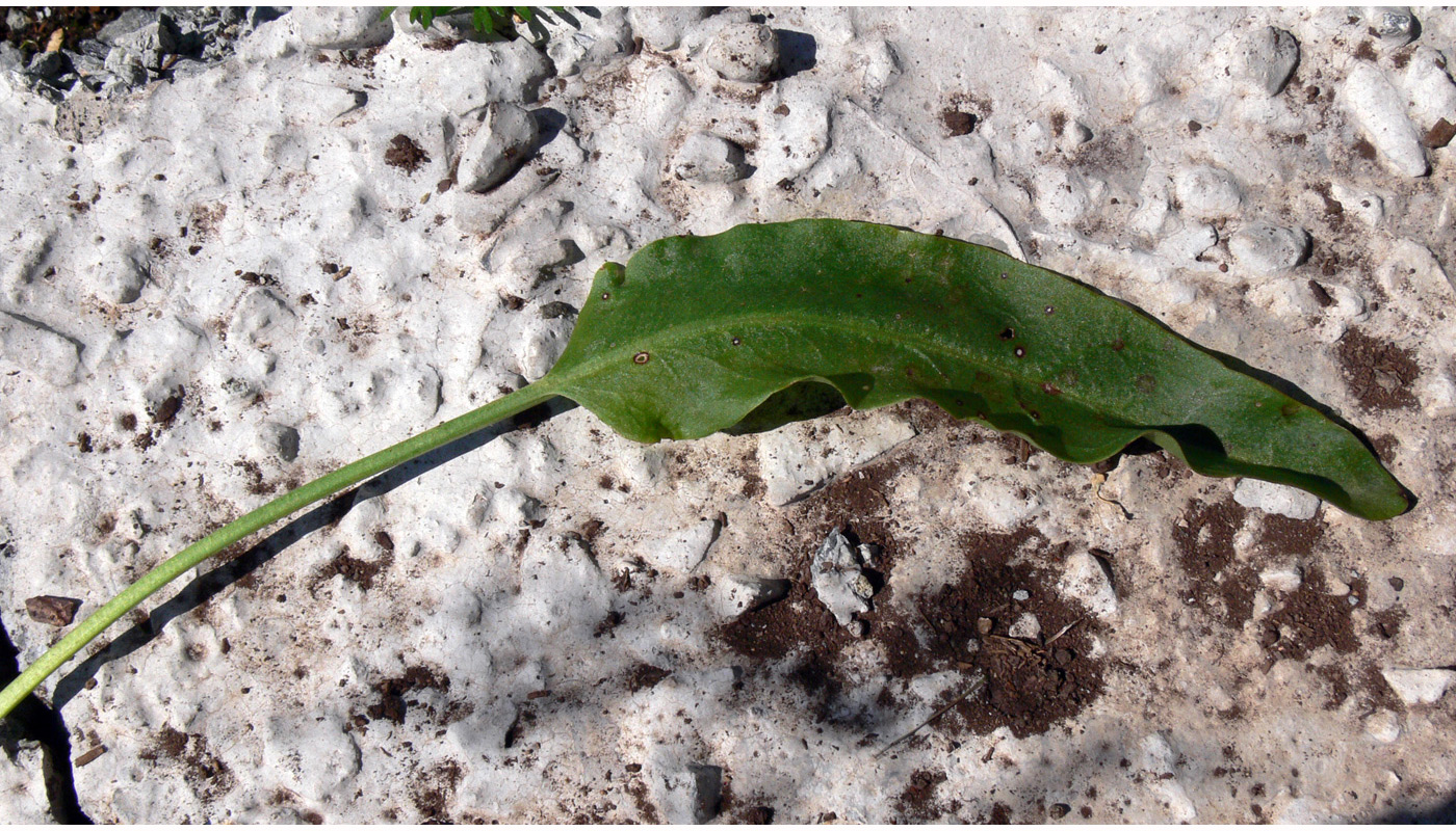 Image of Rumex acetosa specimen.