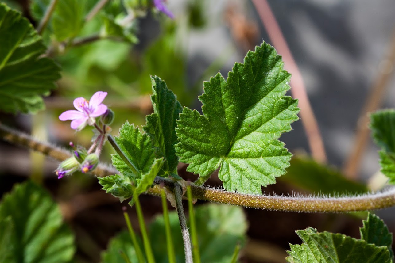 Image of Erodium moschatum specimen.