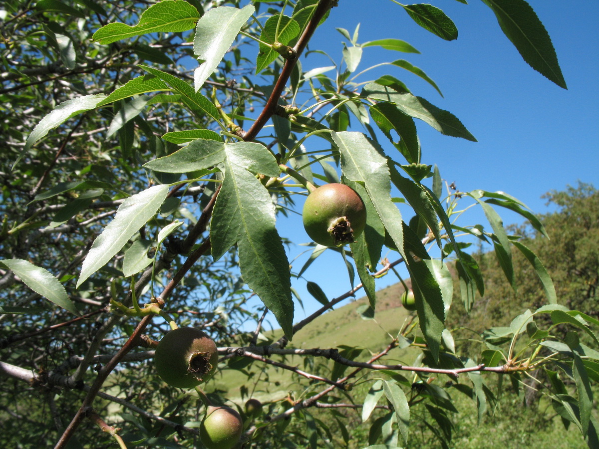 Image of genus Pyrus specimen.