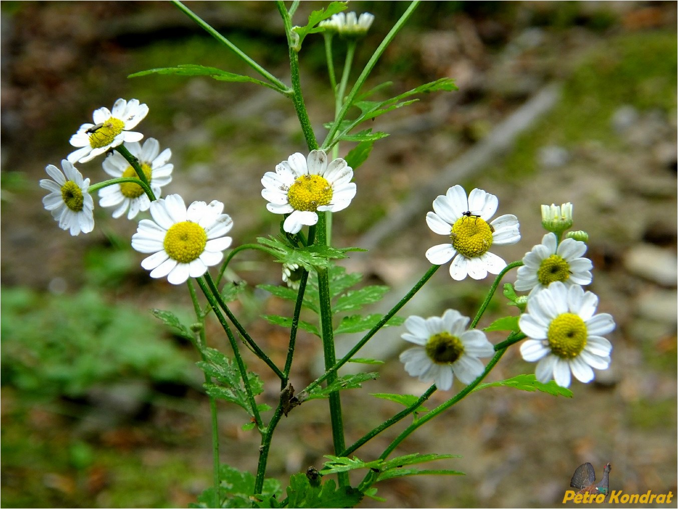 Image of Pyrethrum parthenium specimen.