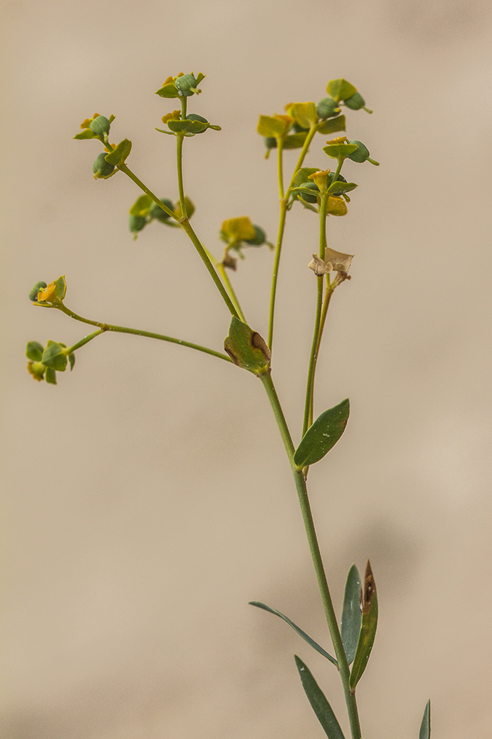 Изображение особи Euphorbia seguieriana.