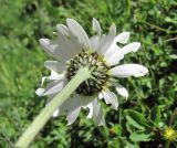 Anthemis saportana