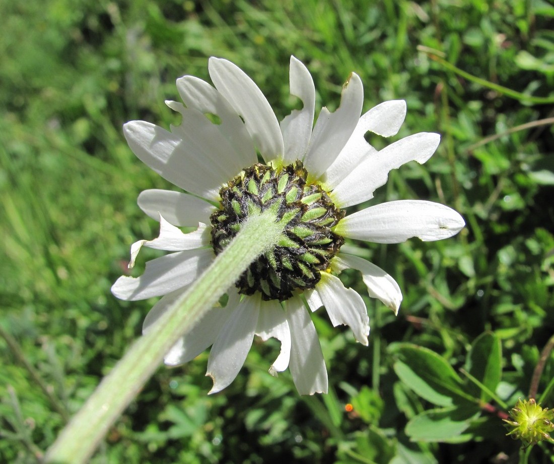 Image of Anthemis saportana specimen.