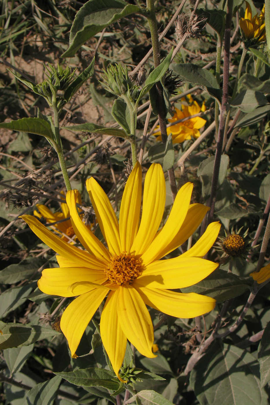 Image of Helianthus subcanescens specimen.