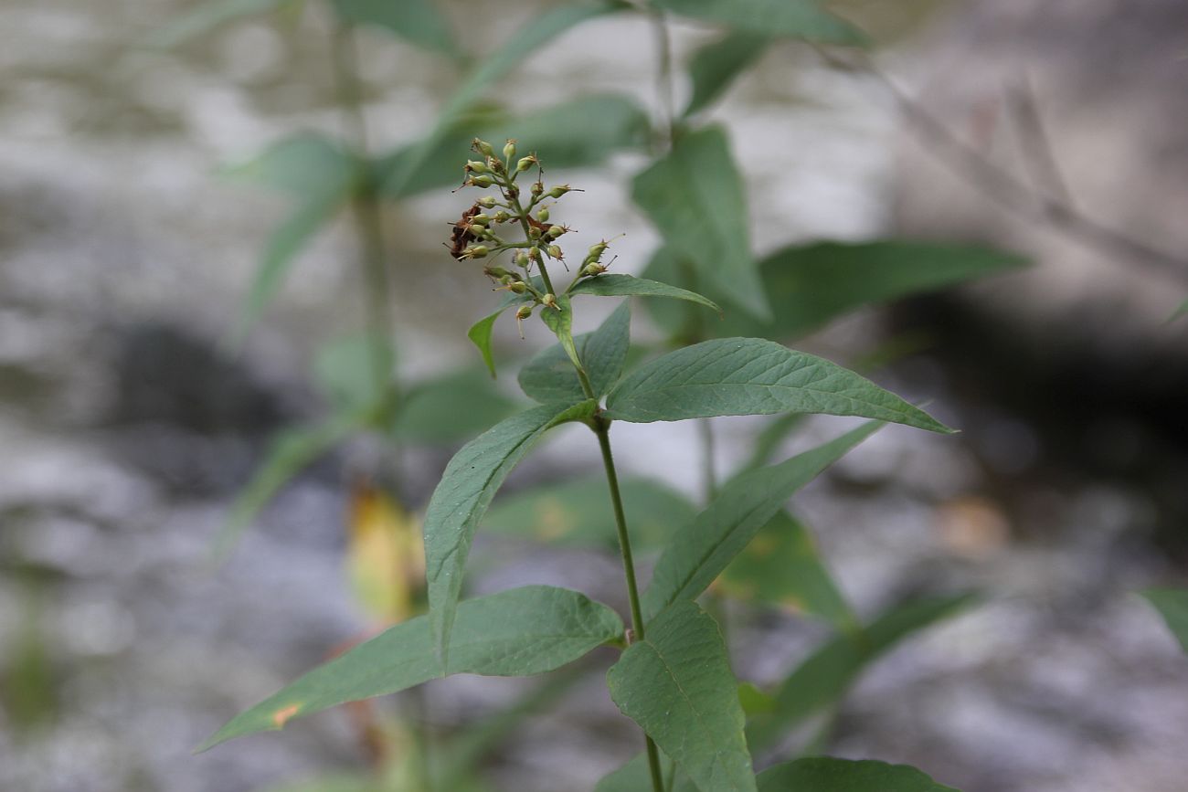 Image of Lysimachia vulgaris specimen.