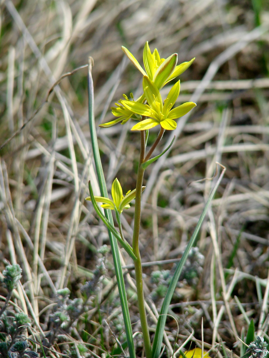 Изображение особи Gagea pauciflora.