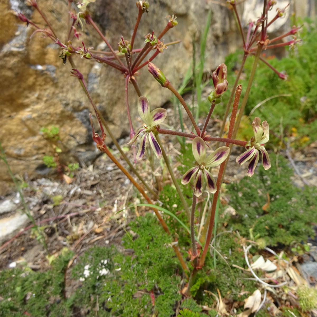 Изображение особи Pelargonium triste.