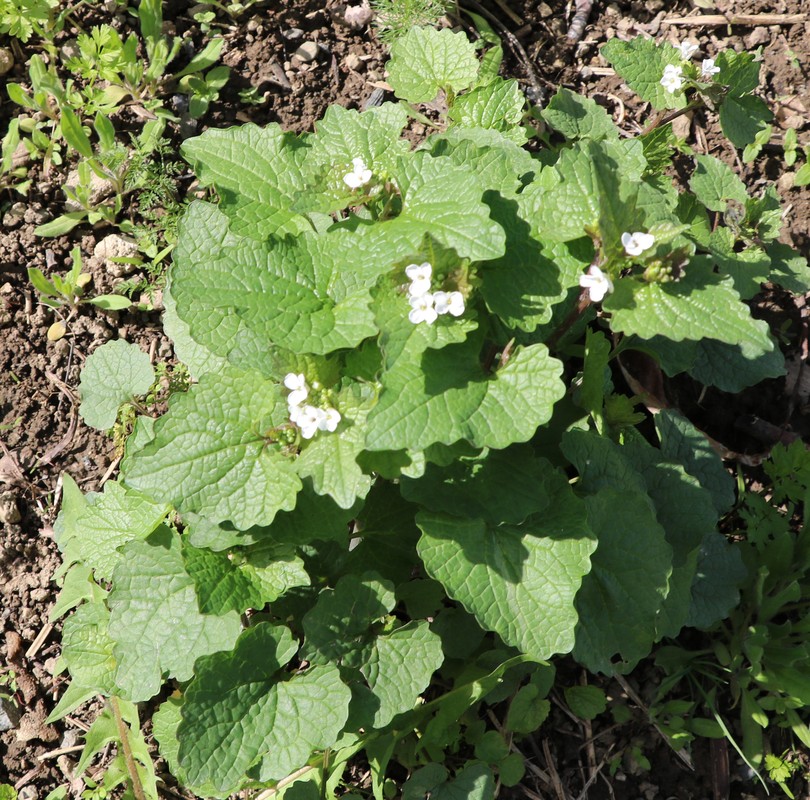 Image of Alliaria petiolata specimen.