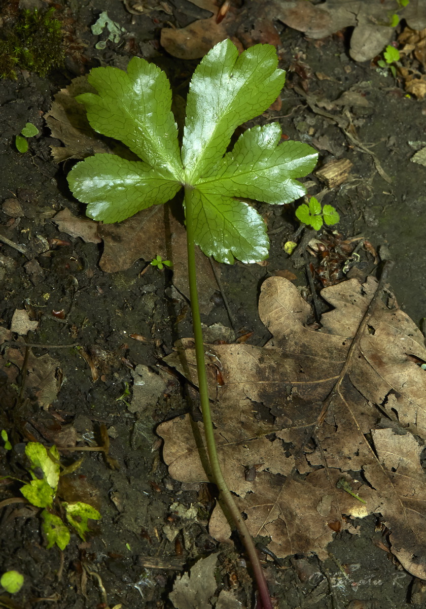 Image of Sanicula europaea specimen.