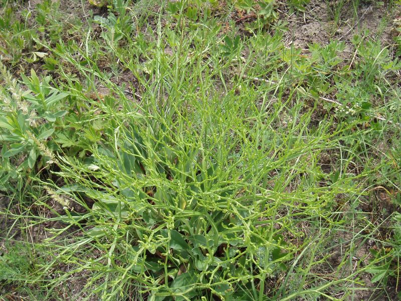 Image of Goniolimon tataricum specimen.