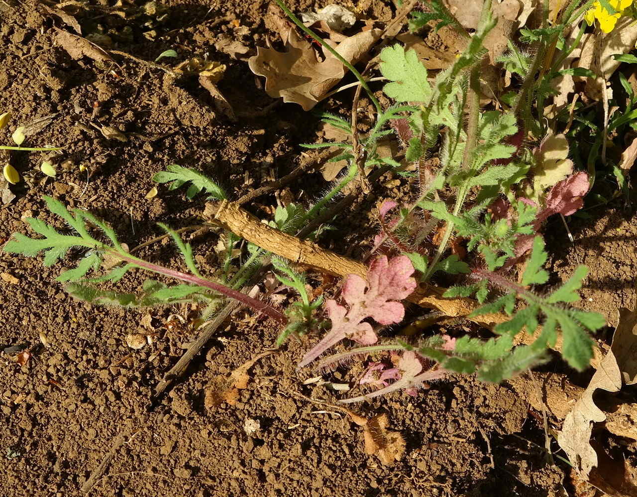 Image of Papaver stevenianum specimen.