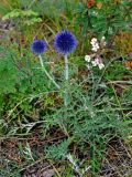 Echinops ruthenicus. Расцветающее растение. Челябинская обл., Кыштымский гор. округ, гора Сугомак, ≈ 600 м н.у.м., сухой луговой склон. 04.08.2019.