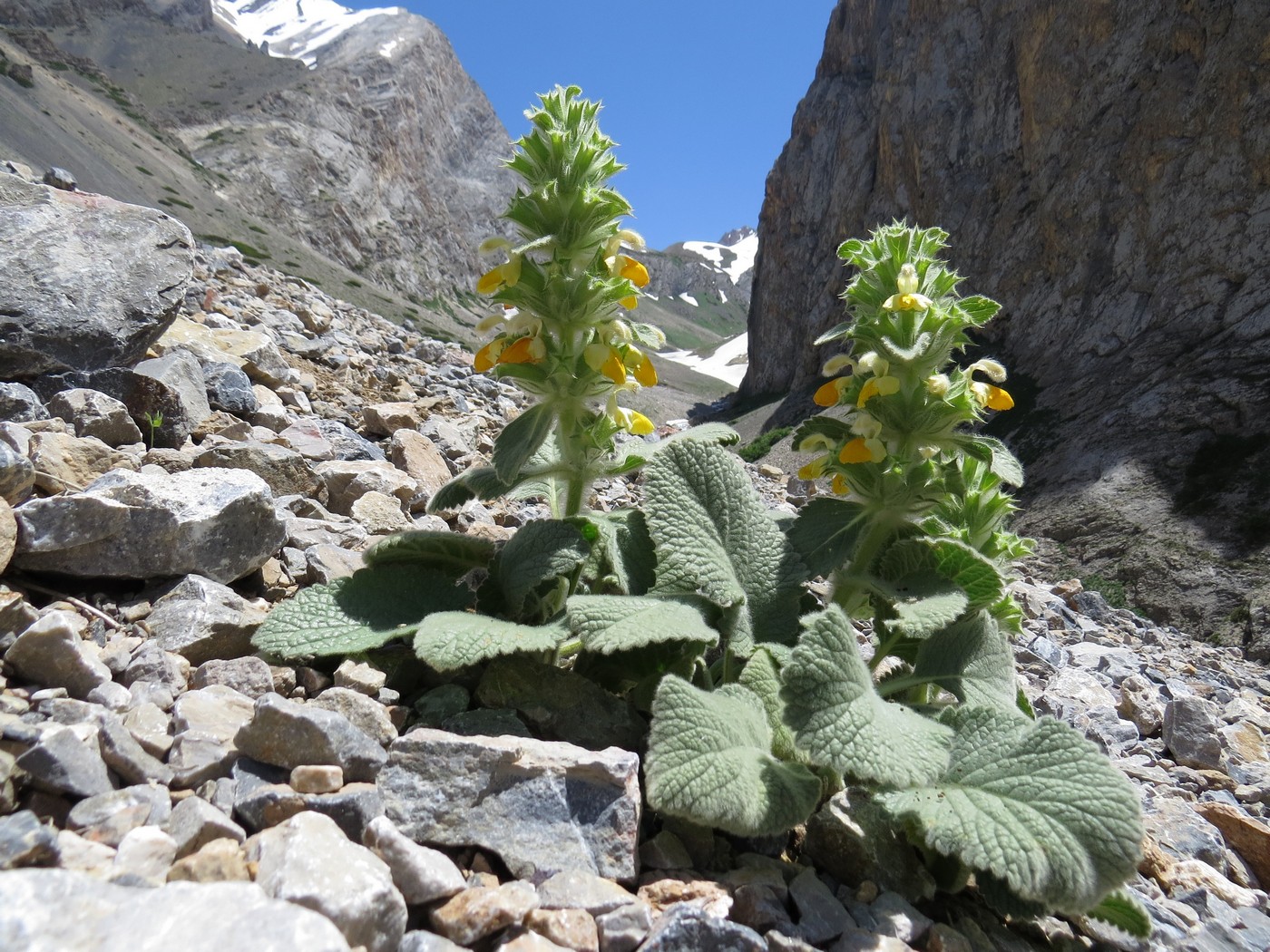 Изображение особи Phlomoides tianschanica.