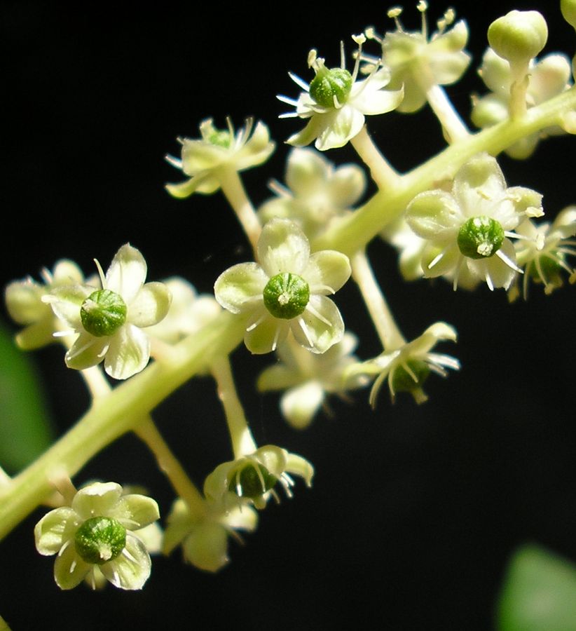 Image of Phytolacca americana specimen.