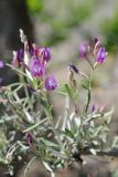 Astragalus brachypus