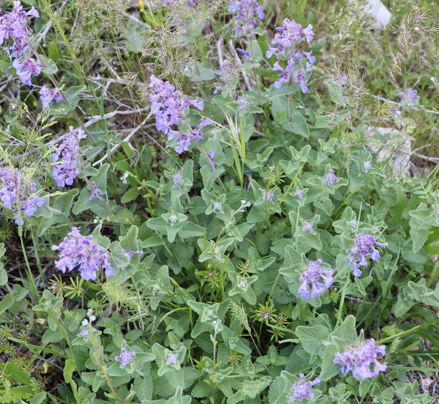 Image of Nepeta mussinii specimen.