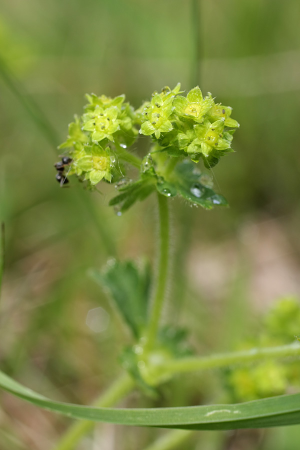 Изображение особи род Alchemilla.