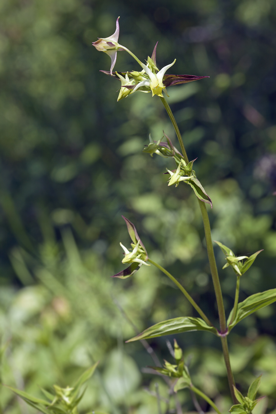 Изображение особи Halenia corniculata.