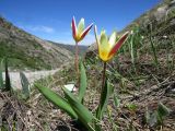 Tulipa berkariensis