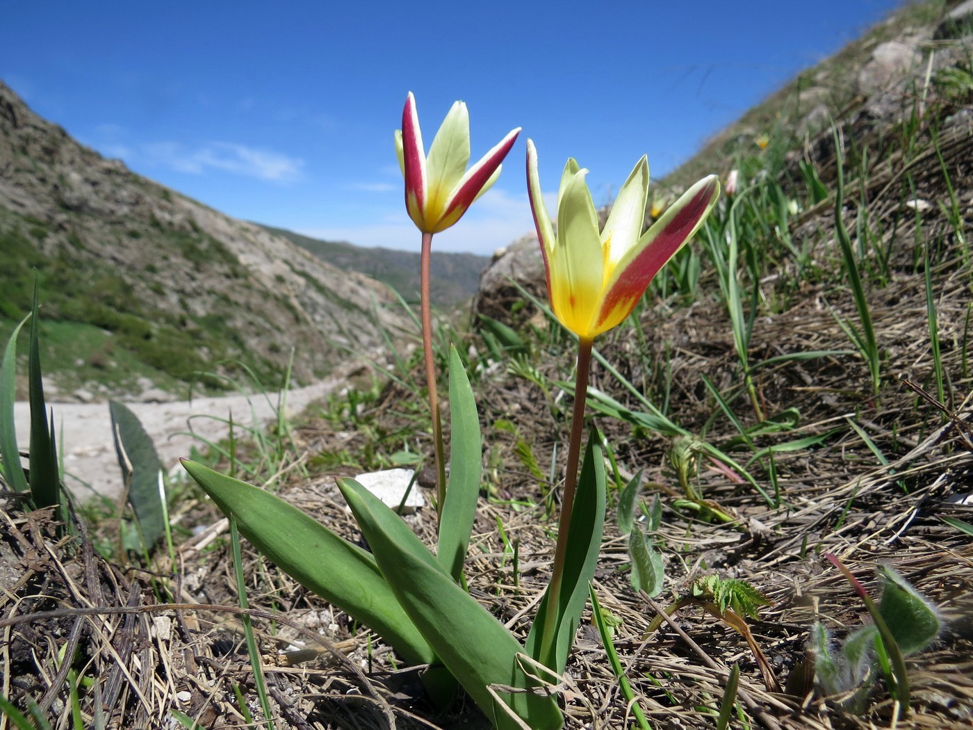 Image of Tulipa berkariensis specimen.