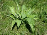 Inula helenium