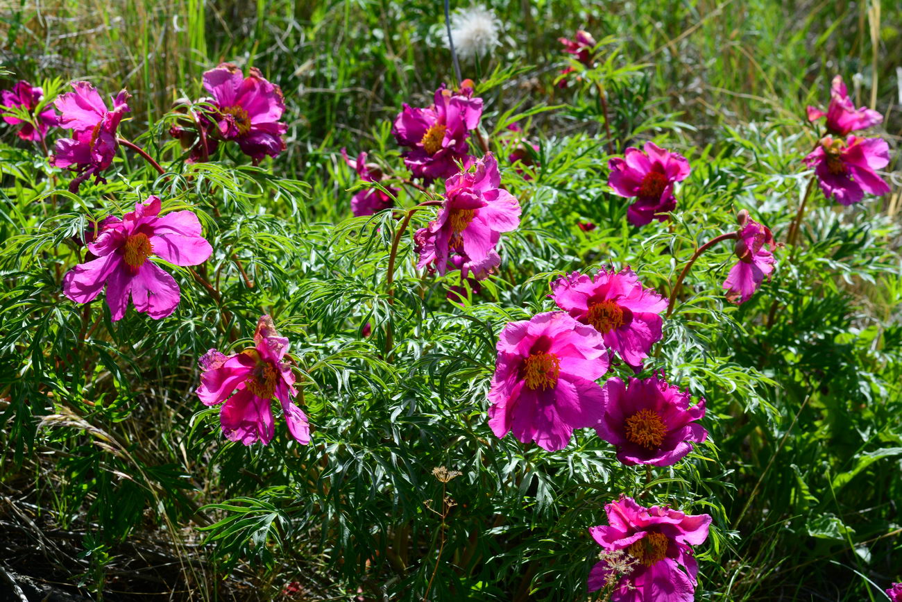 Image of Paeonia intermedia specimen.