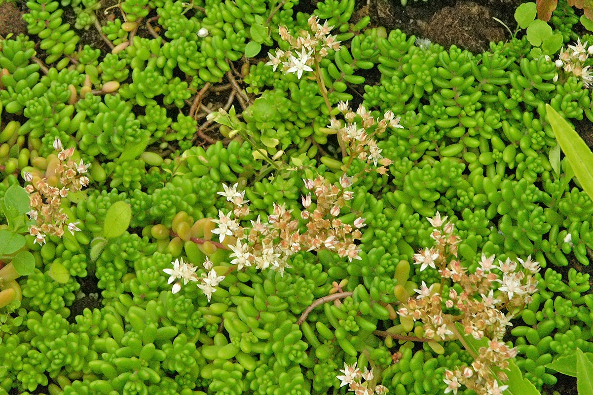 Image of Sedum album specimen.