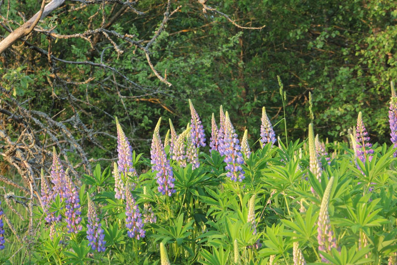 Image of Lupinus polyphyllus specimen.