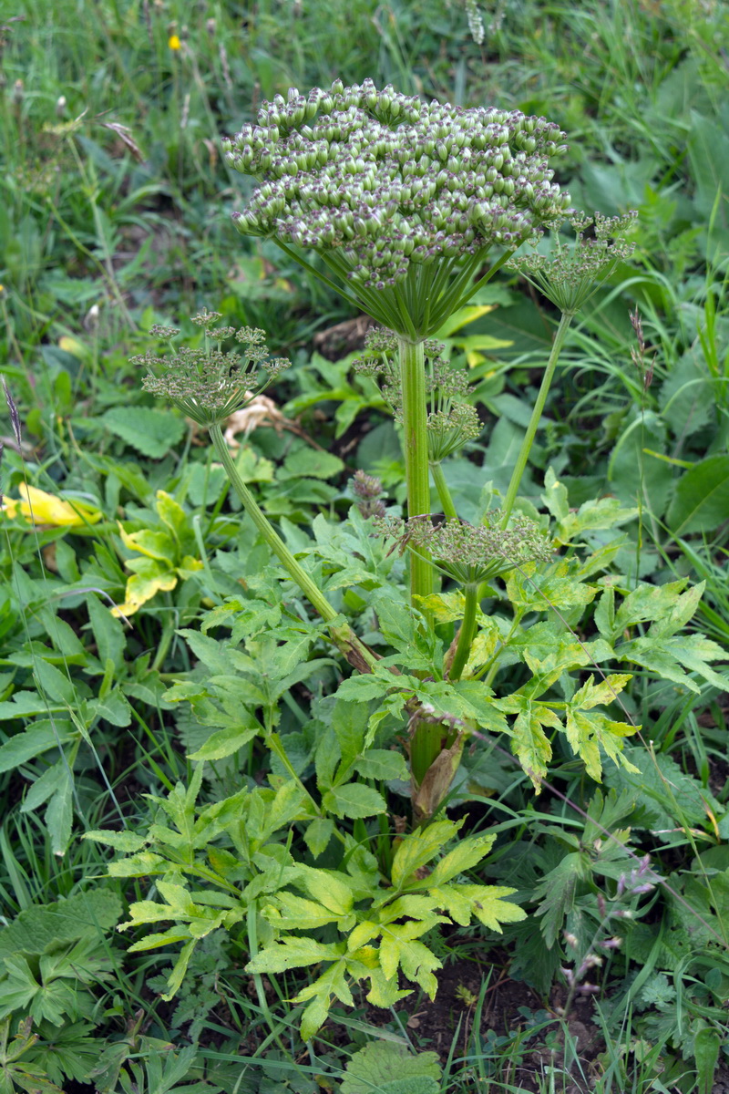 Image of Agasyllis latifolia specimen.