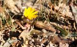 Taraxacum glaucanthum. Цветущее растение. Казахстан, Туркестанская обл., Сузакский р-н, солонцеватый берег озера Кызылколь. 12 октября 2020 г.