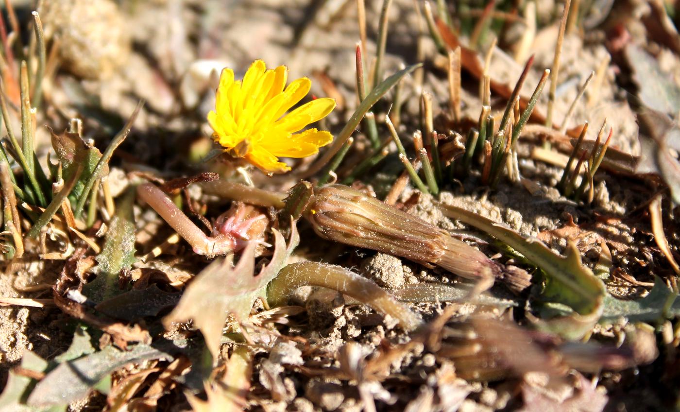 Image of Taraxacum glaucanthum specimen.