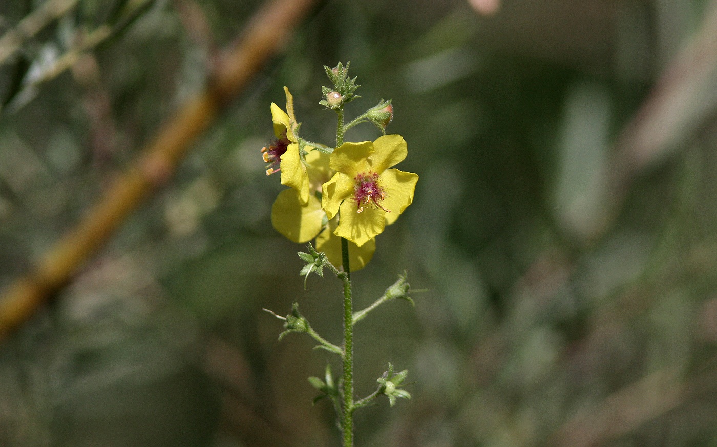 Изображение особи Verbascum blattaria.