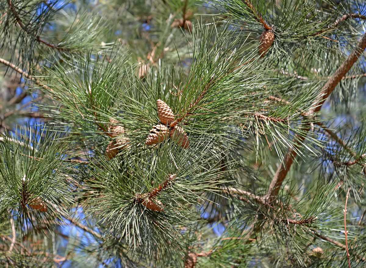 Image of Pinus nigra specimen.