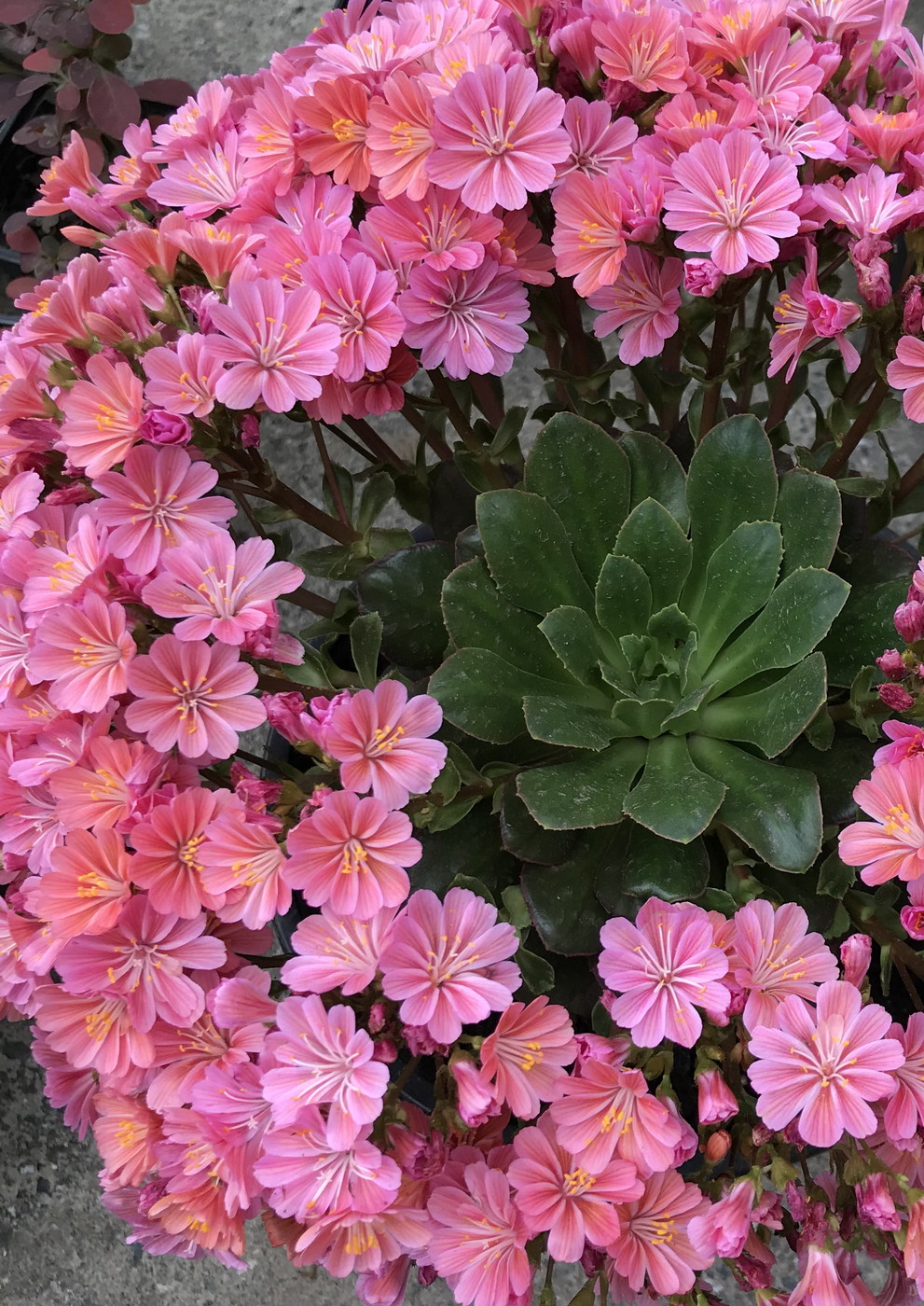 Image of Lewisia cotyledon specimen.