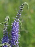 Veronica longifolia