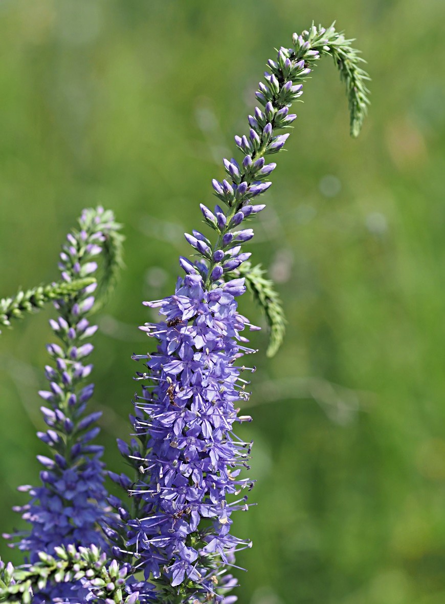 Image of Veronica longifolia specimen.