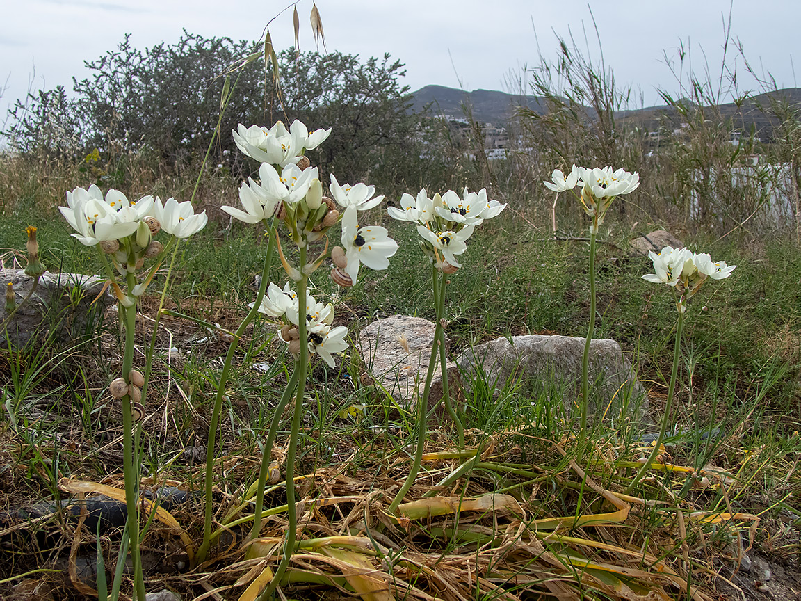 Изображение особи Ornithogalum arabicum.