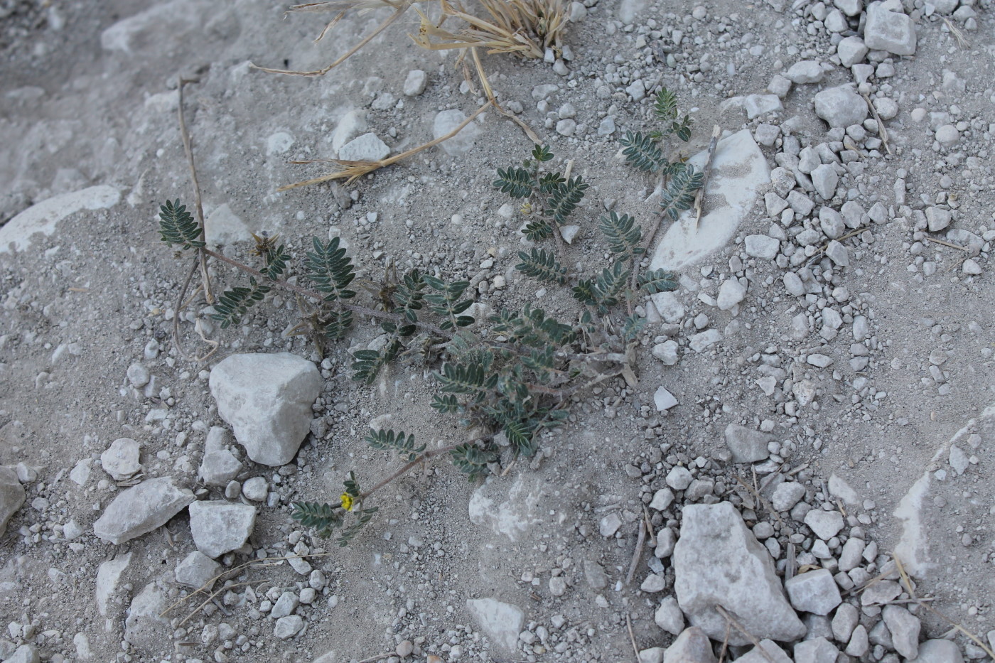 Image of Tribulus terrestris specimen.