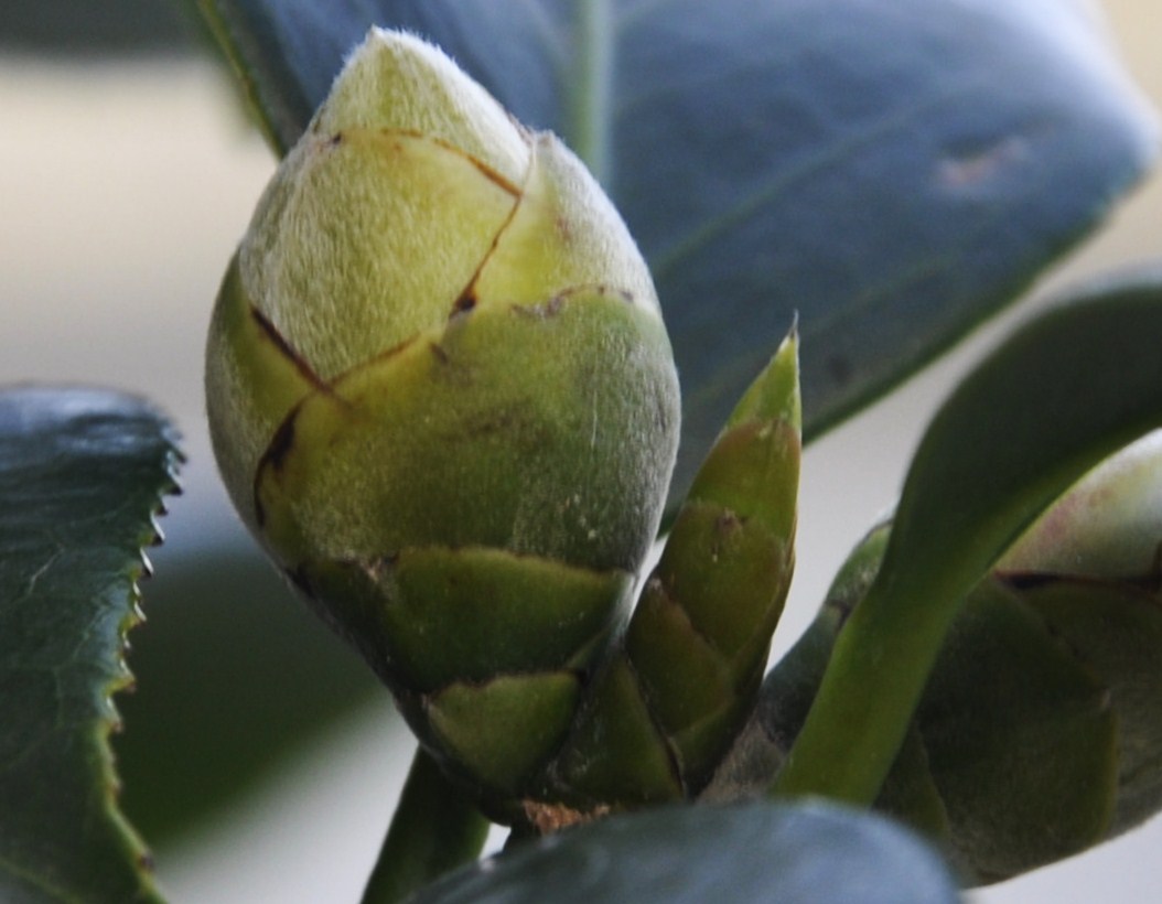 Image of genus Camellia specimen.